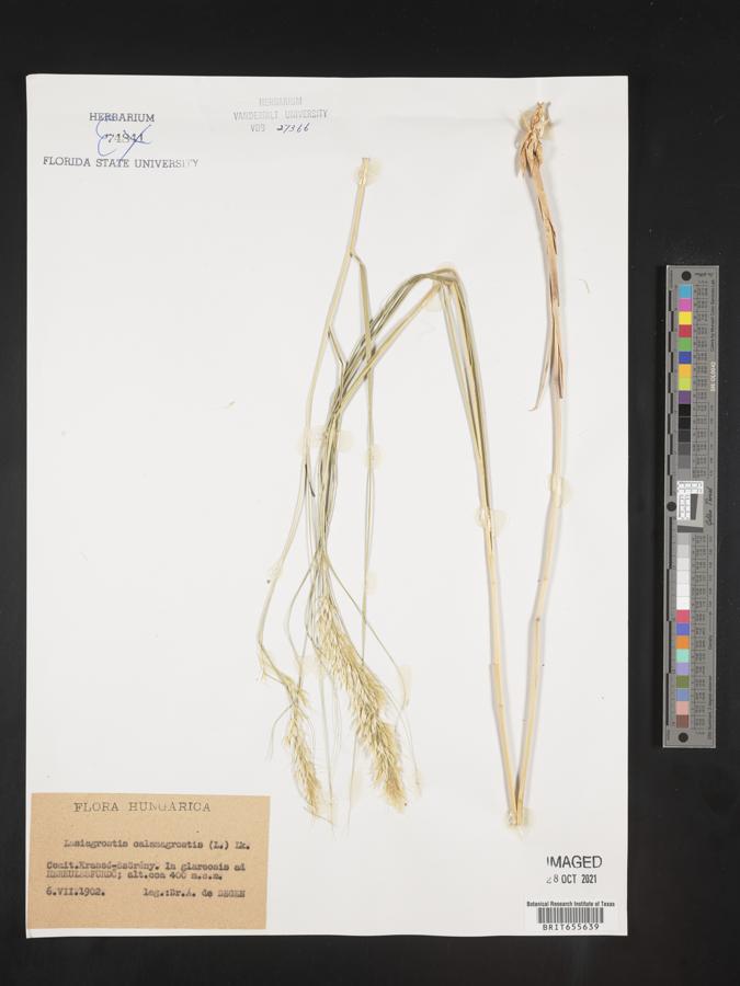 Lasiagrostis image