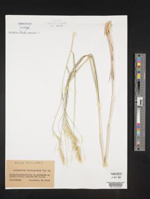 Achnatherum calamagrostis image