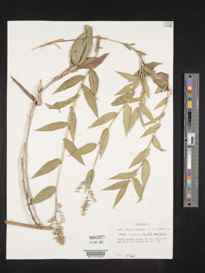 Lasiacis ruscifolia image