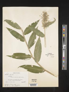 Lasiacis ruscifolia image