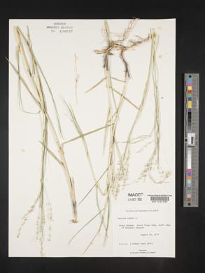 Panicum repens image