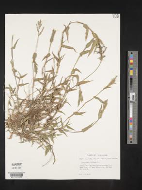 Urochloa reptans image