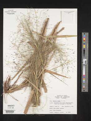 Panicum rudgei image