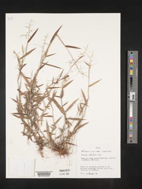 Panicum sabulorum image