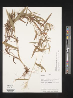Panicum sabulorum image