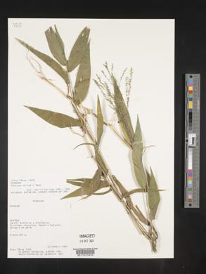 Panicum sellowii image