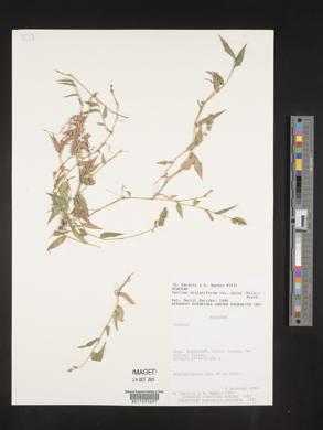 Panicum stoloniferum image