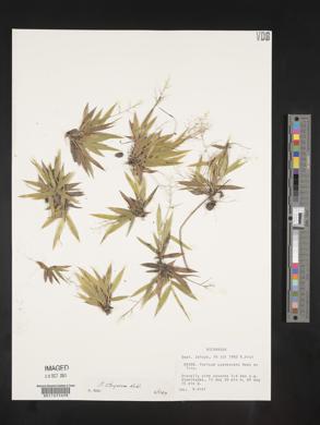 Panicum strigosum image