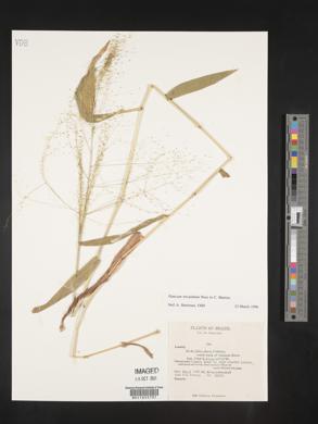 Panicum trichanthum image