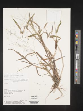 Panicum trichanthum image