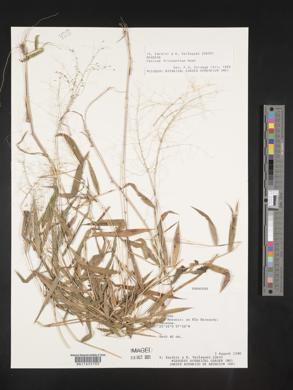 Panicum trichanthum image