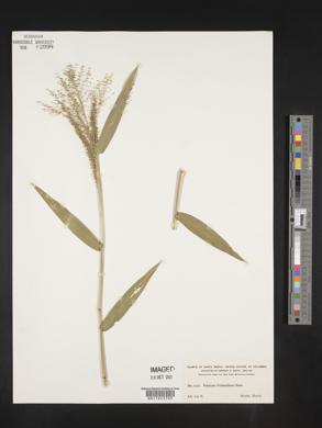 Panicum trichanthum image