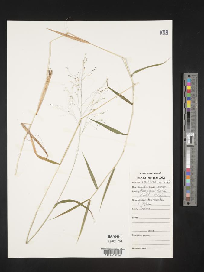 Panicum trichocladum image