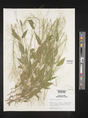 Panicum trichoides image