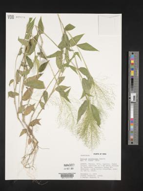 Panicum trichoides image