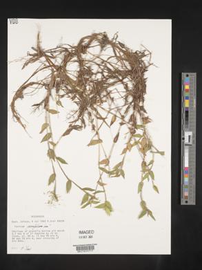 Panicum parvifolium image