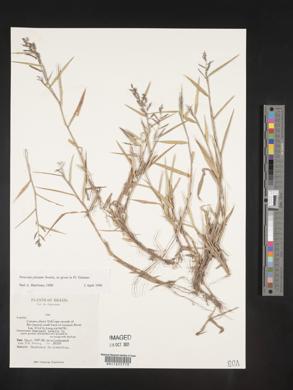 Panicum pilosum image