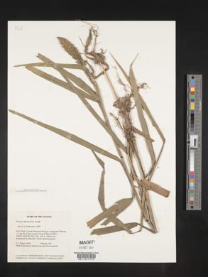 Panicum pilosum image