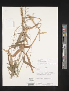 Panicum pilosum image