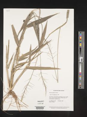 Panicum pilosum image