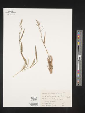 Panicum pilosum image