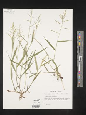 Panicum pilosum image