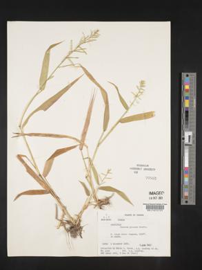 Panicum rudgei image