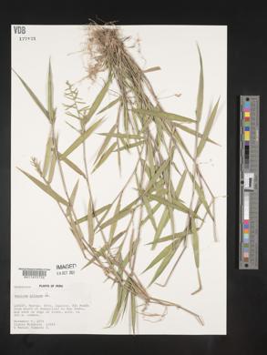 Panicum pilosum image