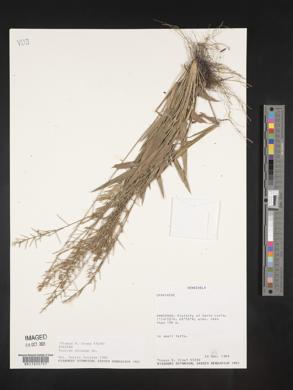 Panicum pilosum image