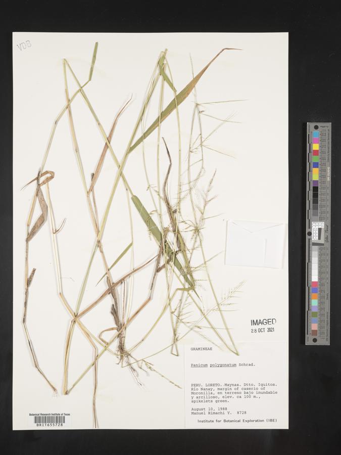 Panicum polygonatum image