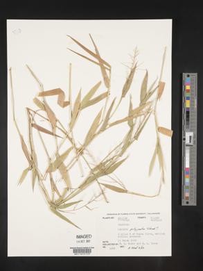 Panicum polygonatum image