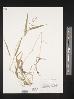 Panicum polygonatum image