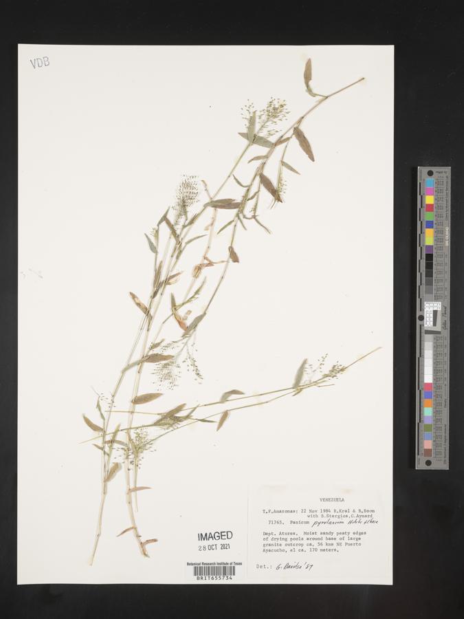 Panicum pyrularium image