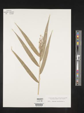 Panicum latifolium image