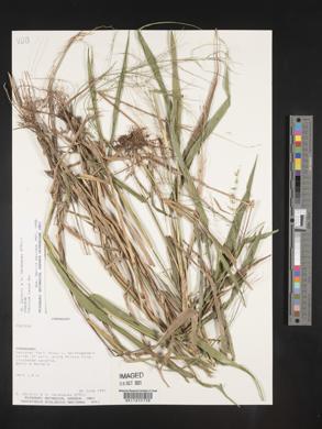 Panicum laxum image