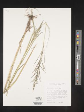 Panicum laxum image