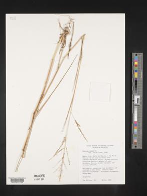 Panicum laxum image