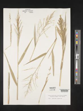 Panicum laxum image