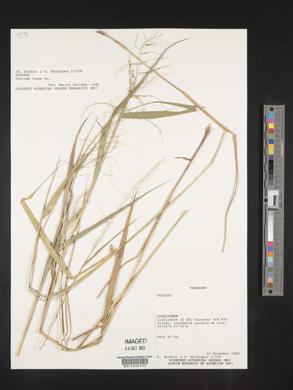 Panicum laxum image