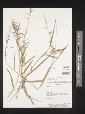 Panicum laxum image