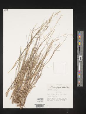 Panicum longum image