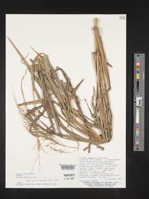 Megathyrsus maximus image
