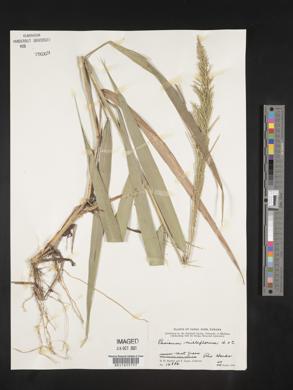 Panicum pilosum image