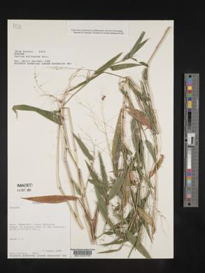 Panicum millegrana image