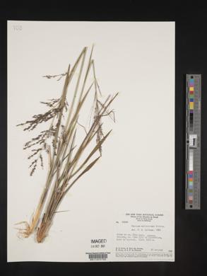 Panicum molinioides image