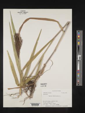 Urochloa fusca image