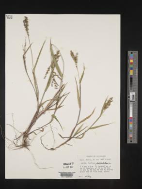 Urochloa fusca image