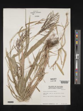 Urochloa fusca image