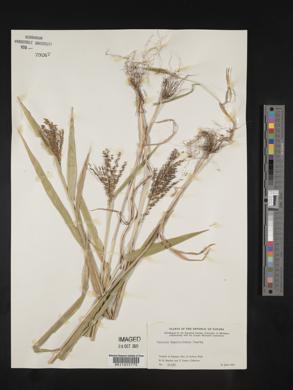 Urochloa fusca image