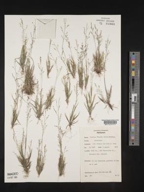 Panicum flexile image